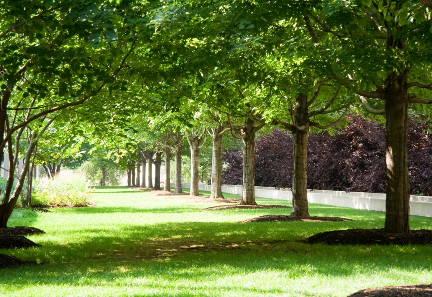 Peaceful tree-lined walkway with lush green grass on the campus of Amazing Grace Senior Living